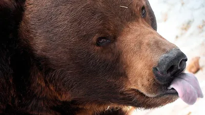 Гигантский медведь, пугающий грибников под Шумилино, оказался блуждающим  фейком. Видео | Народные новости Витебска