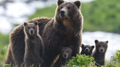 Массу тела бурых медведей, обитающих в дикой природе, определят на Камчатке