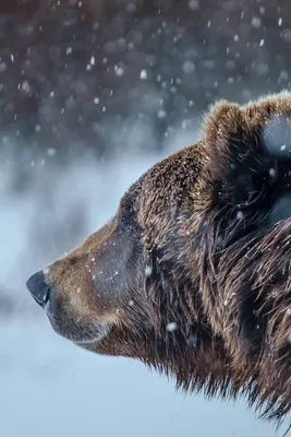 большой коричневый медведь в дикой природе. общий медведь является  млекопитающим семьи медведей одним из крупнейших хищников земли Стоковое  Фото - изображение насчитывающей опасность, тайга: 251214482