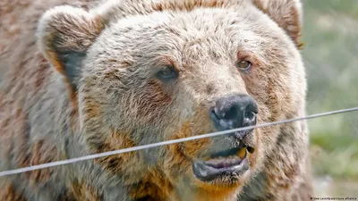 Медведь в природе | Пикабу