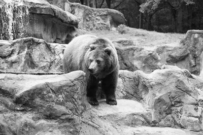 На Камчатке впервые в мире достоверно определят массу тела диких бурых  медведей - Новости РГО