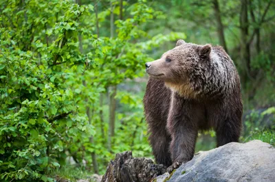 В Германии спасают медведей, замученных людьми – DW – 18.05.2023