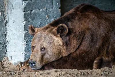 Жизнь диких животных дикие животные в естественной среде виды диких медведей  большой бурый медведь в дикой природе | Премиум Фото