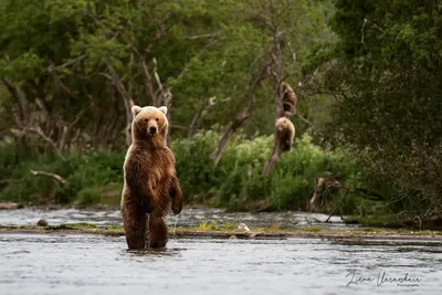 Впервые в мире достоверно определят массу тела бурых медведей, обитающих в дикой  природе
