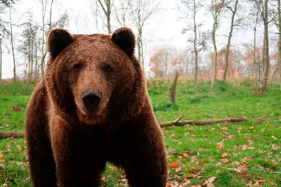 Ученые подтвердили необычный способ охоты у белых медведей - Газета.Ru