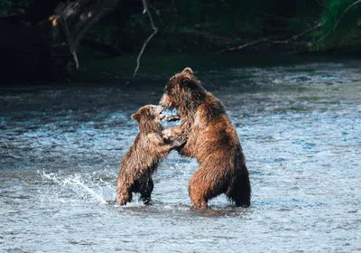 Полярным медведям скоро нечего будет есть, и о чем говорят помидоры - BBC  News Русская служба