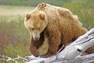 бурые медведи в дикой природе крупное млекопитающее после спячки хищник в  диком лесу и дикой природе Стоковое Фото - изображение насчитывающей  естественно, новичок: 218346700