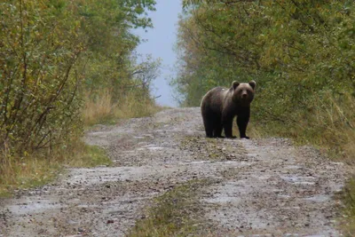 Исследователи обнаружили популяцию белых медведей в «невозможном» для них  месте
