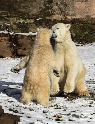 Кормление белых медведей в зоопарках