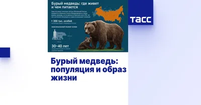 Россиянам рассказали, как отпугнуть медведя в дикой природе | 360°