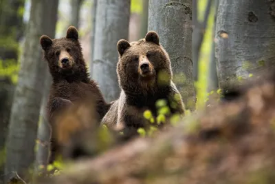 О нападениях бурых медведей на людей – мировой обзор