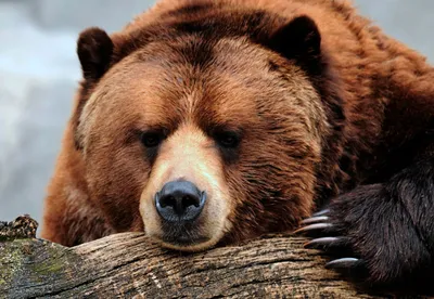 Специалисты Висимского заповедника рассказали, как можно посмотреть медведей  в дикой природе - «Уральский рабочий»