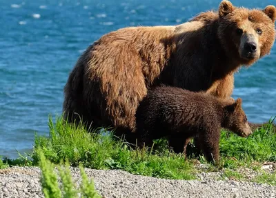 В Рижский зоопарк привезли медвежонка, спасенного на дороге / Статья