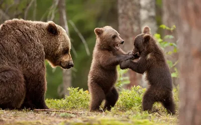 Медведи в дикой природе – это не плюшевые игрушки. Реальные встречи с  хищником в тайге. | По Приуралью | Дзен
