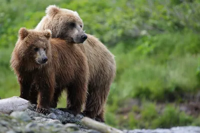 В Латвии обитает 70-80 бурых медведей. Безопасно ли собирать в лесах грибы  и ягоды? - Nashrezekne