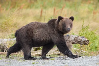 Впервые в мире достоверно определят массу тела бурых медведей, обитающих в дикой  природе