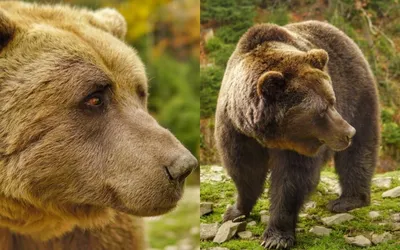 Бурый медведь - Два спальника - Энциклопедия туризма и путешествий по России