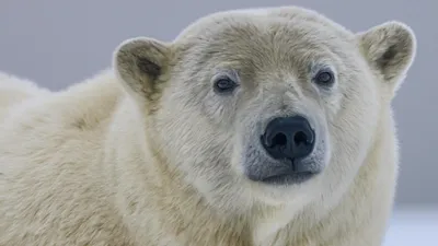 Российские ученые сообщили, что в Якутии могут появиться гибриды белых и  бурых медведей - Газета.Ru | Новости