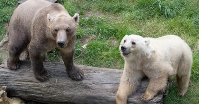 Жителей Камчатки попросили не «усыновлять» медвежат » Новости на  Vostok.Today – никакой пропаганды, только новости!