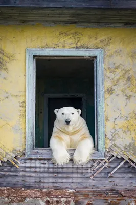 Медведь 🐻 | О самом интересном | Дзен