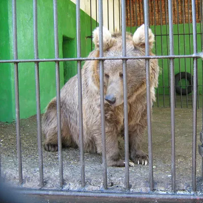 Бурый медведь - среда обитания в Росиии | Природная зона Камчатка