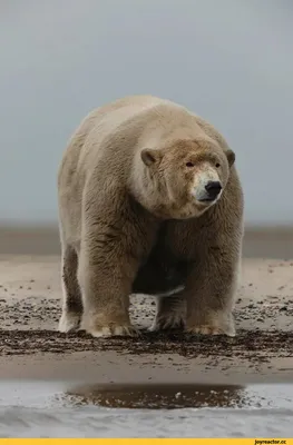 Группа Белые медведи России /Polar bears of Russia/ | Facebook