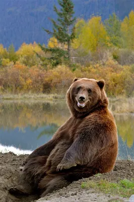 Животные, #Медведи, #Улыбка, #аватары, #картинки, #фото, #авы,  https://avatarko.ru/kartinka/33978 | Animali del bosco, Animali, Fotografia