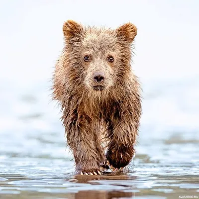 Картинки медведя на аву (53 лучших фото)