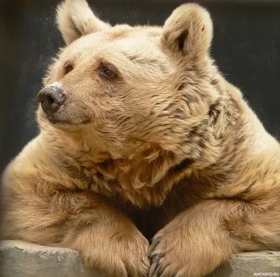 Медведь внимательно слушает твои замечательные истории — Фотки на аву |  Веселые медведи, Медведь, Бурые медведи