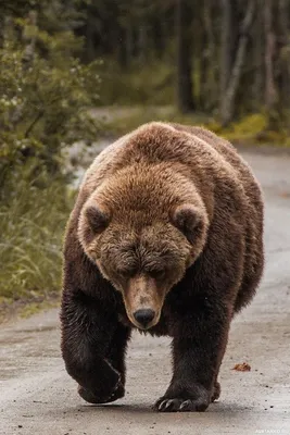 Фото Медведя На Аву – Telegraph