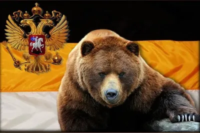 Медведь символ россии картинки - 61 фото