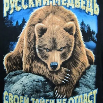 Медвежий настрой» | Санкт-Петербургские хроники | Дзен