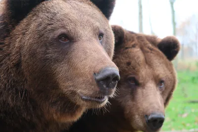 Фотография Бурые Медведи медведь Нос два Морда вблизи 3648x2432