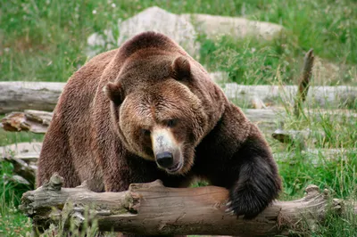 Обои для рабочего стола Бурые Медведи медведь Бревна животное | Бурый  медведь, Бурые медведи, Охота на медведя