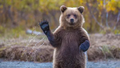 Медведь – удивительный зверь