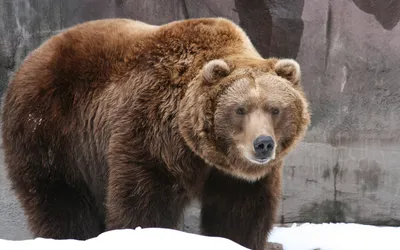 Белый медведь Рабочий стол, медведь, животные, carnivoran, обои на рабочий  стол png | Klipartz