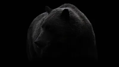 Бурый медведь фото - Животные - Картинки для рабочего стола - Мои картинки