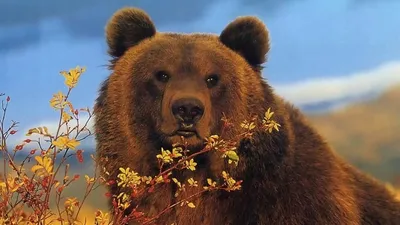 Русский медведь обои - 31 фото