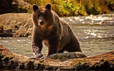 Фото медведя на заставку фото
