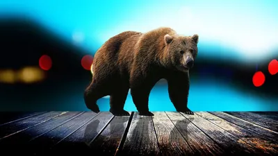 Крутые обои с медведем - 29 фото