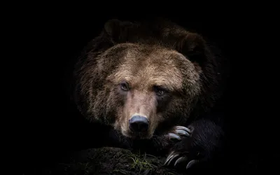 Медведь на заставку - 56 фото