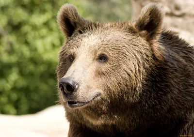 Обои русский медведь - 67 фото