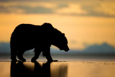 Скачать Обои с медведем : картинки на заставку APK для Android