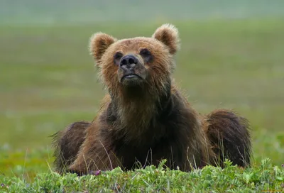 Общее представление о медведях | Бажена Дан | Дзен