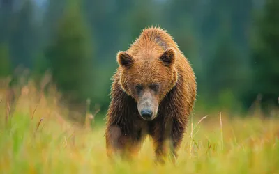 Фотографии бамбуковый медведь медведь Животные