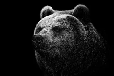 Обои \"Медведь\" на рабочий стол, скачать бесплатно лучшие картинки Медведь  на заставку ПК (компьютера) | mob.org
