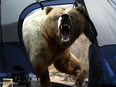 Фото медведя перед смертью 84 фото