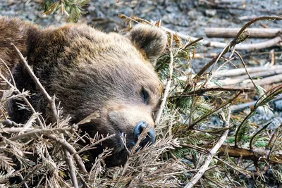 Медведя, который атаковал сбивший его Lexus, нашли мертвым на трассе -  Газета.Ru | Новости