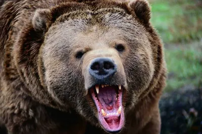 Нападение медведя на туристов в «Ергаках» - 22 июня 2021 - НГС24