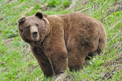 Ученый рассказал, как избежать трагедии при встрече с медведем - Российская  газета